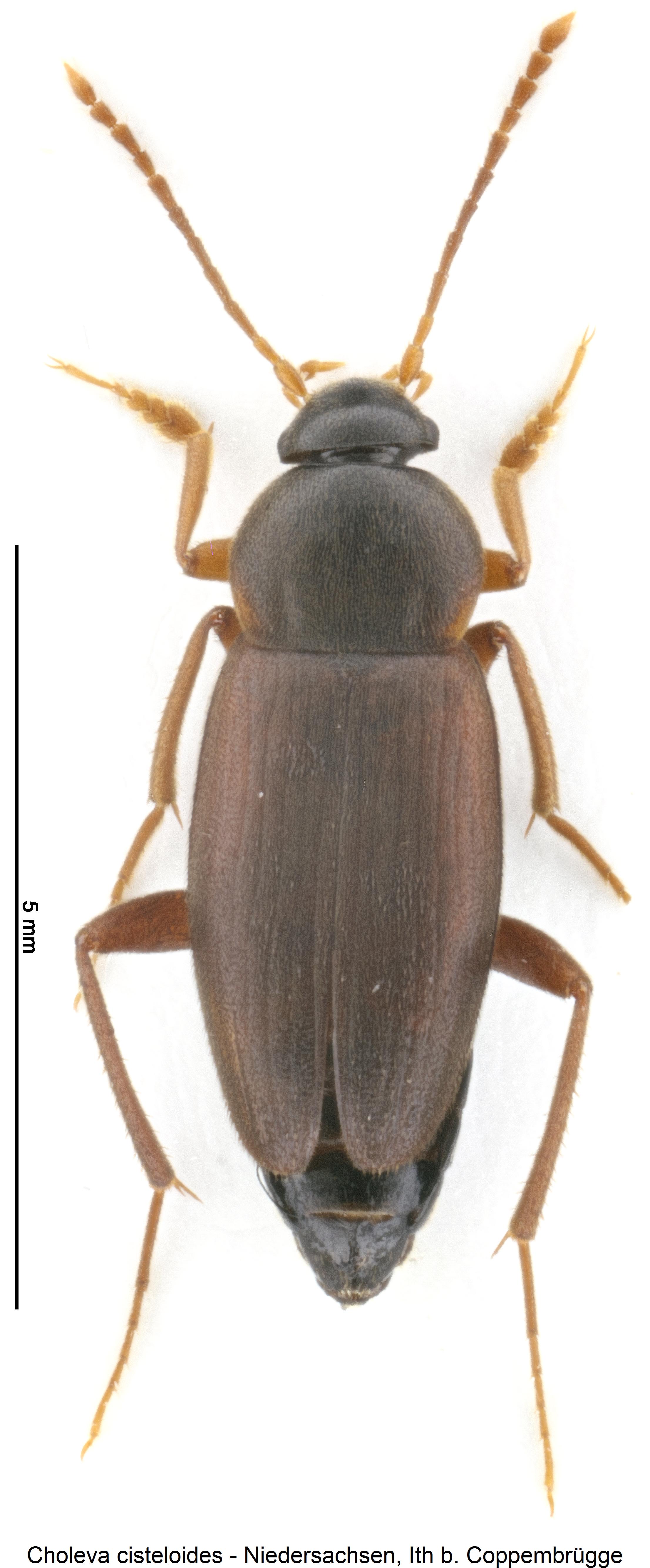 choleva_cisteloides_hab.jpg