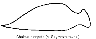 choleva_elongata_troch.gif