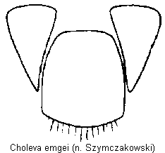 choleva_emgei_gt.gif