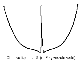 choleva_fagniezi_fld.gif