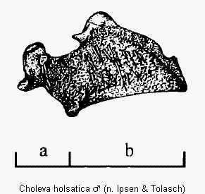 choleva_holsatica_tro.gif