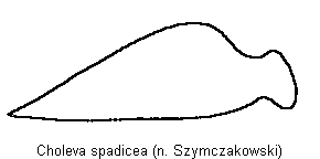 choleva_spadicea_troch.gif