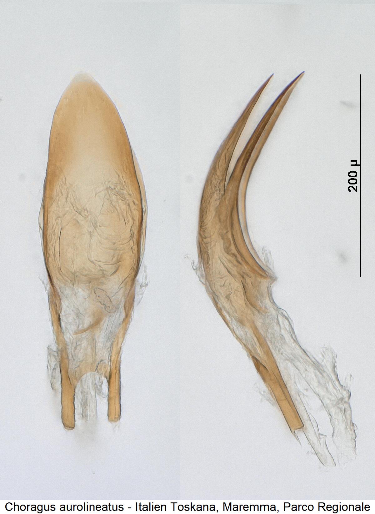 choragus_aurolineatus_pen.jpg