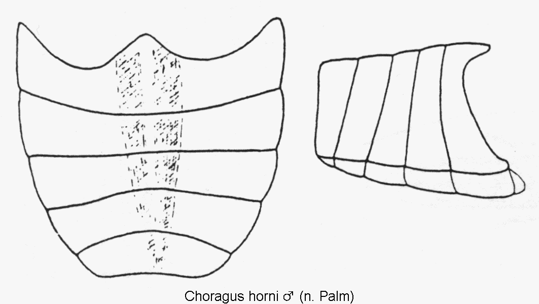 choragus_horni_m_abd.gif