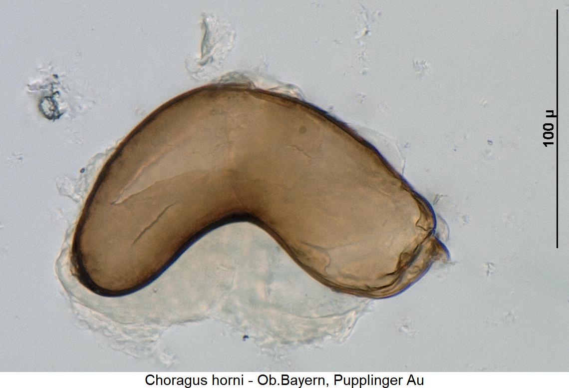 choragus_horni_sperm.jpg