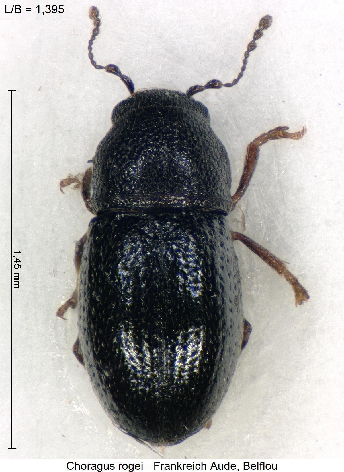 choragus_rogei_hab.jpg