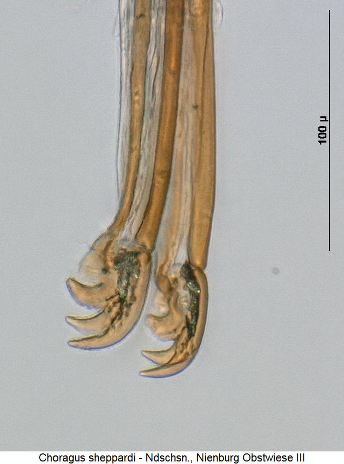 choragus_sheppardi_ovi.jpg