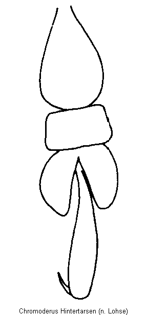 chromoderus_hintertarsen_htr.gif