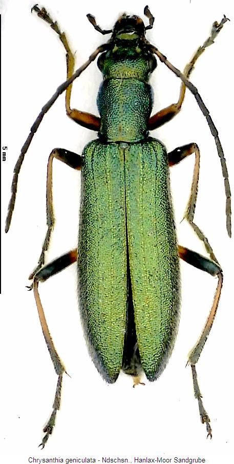 chrysanthia_geniculata_hab.jpg