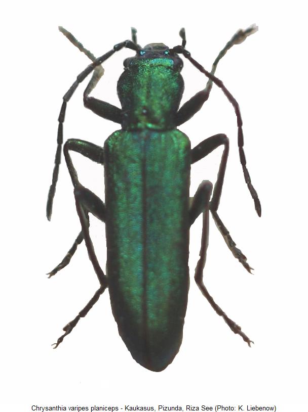 chrysanthia_planiceps_hab.jpg