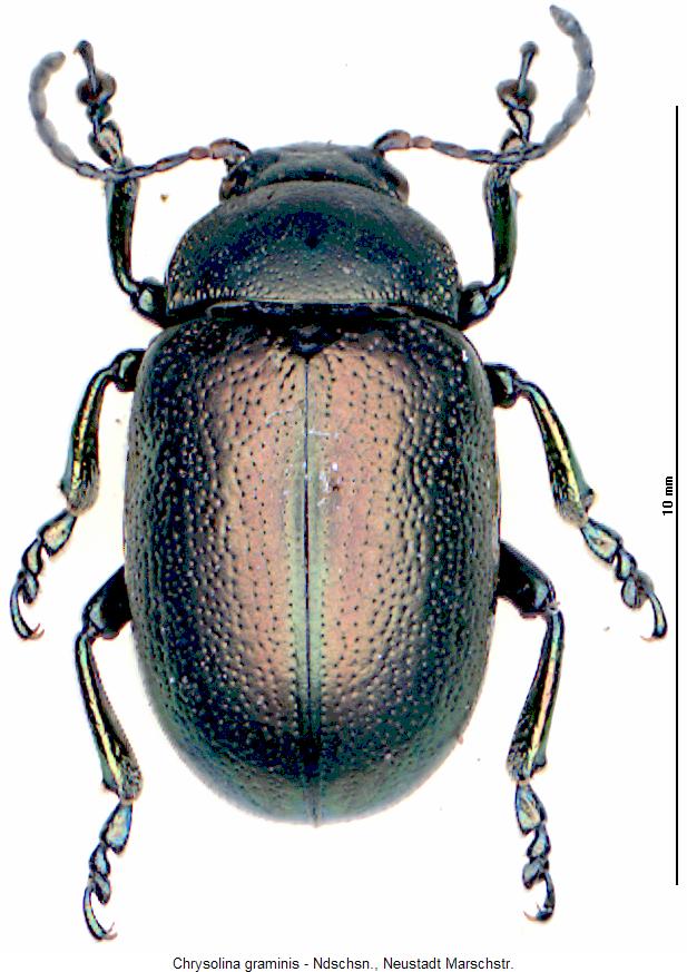 chrysolina_graminis_hab.jpg