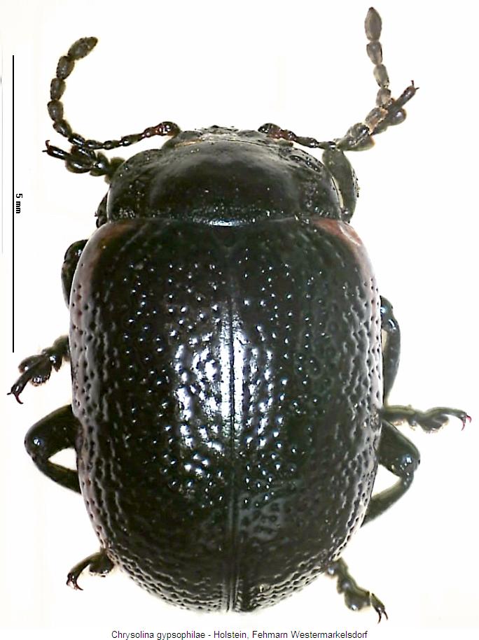 chrysolina_gypsophilae_hab.jpg