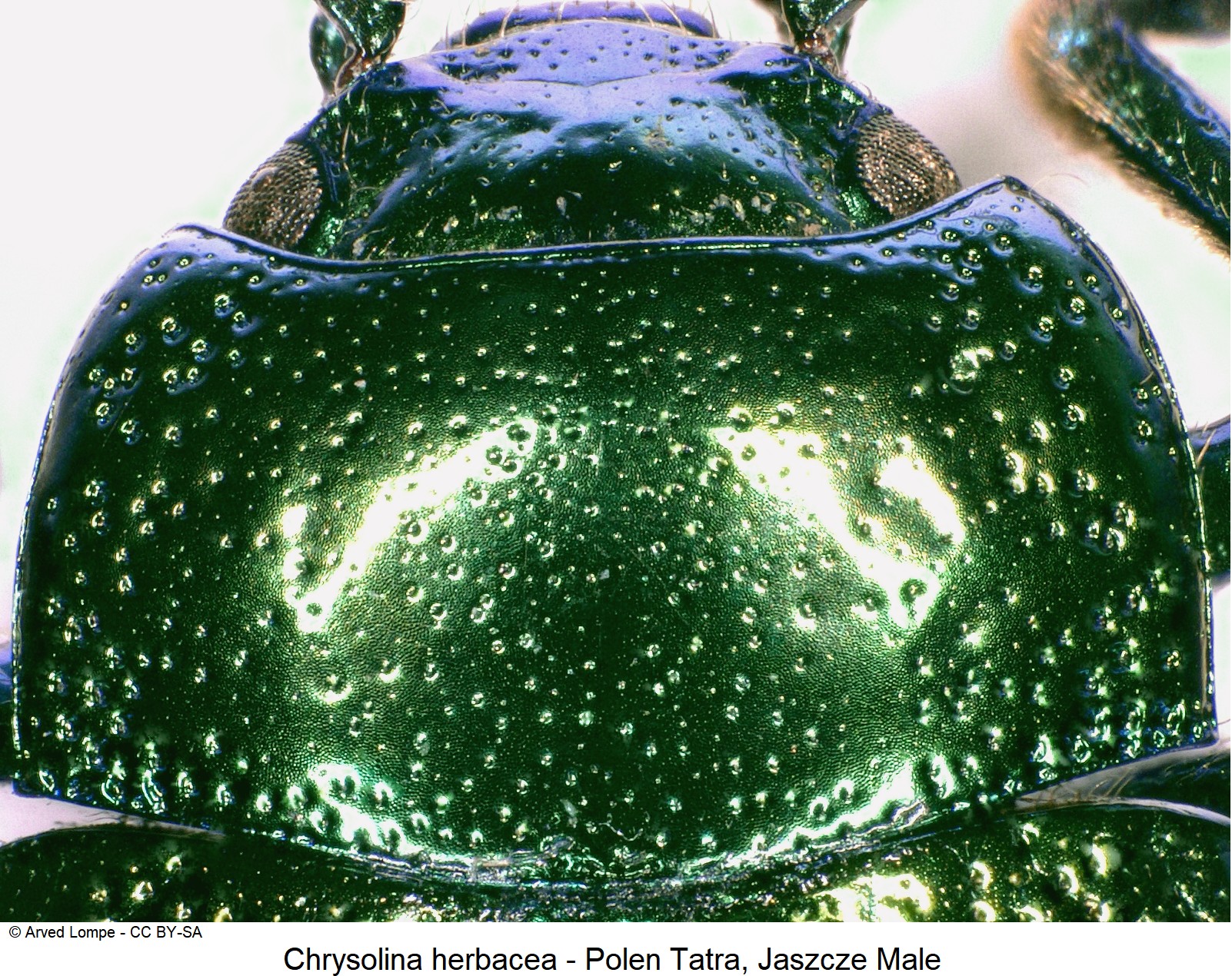 chrysolina_herbacea_ck33165262_hsch.jpg