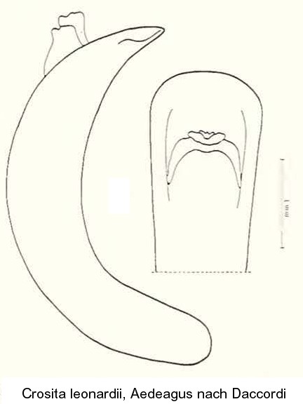 chrysolina_leonardii_aed.jpg