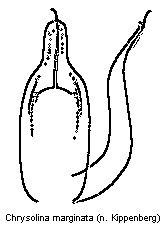 chrysolina_marginata.gif