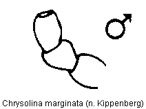 chrysolina_marginata_ts.gif