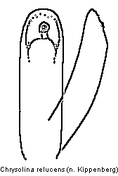 chrysolina_relucens.gif