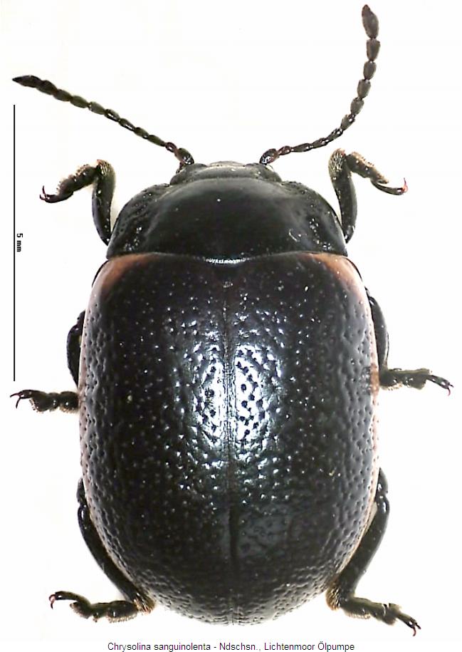 chrysolina_sanguinolenta_hab.jpg