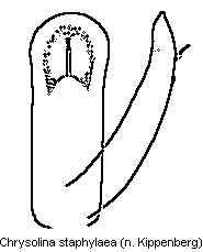 chrysolina_staphylaea.gif