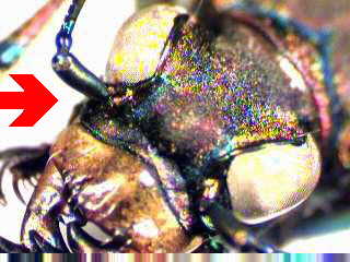 cicindela_kopf.jpg