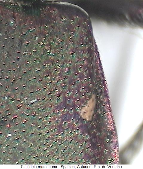 cicindela_maroccana_fld.jpg
