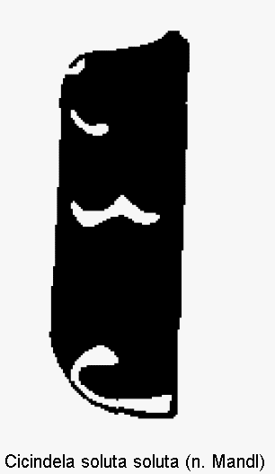 cicindela_soluta_fld.gif