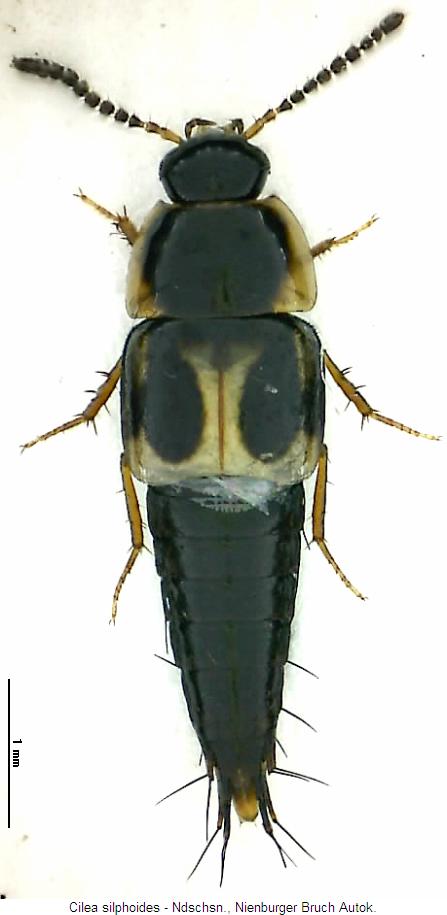 cilea_silphoides_hab.jpg