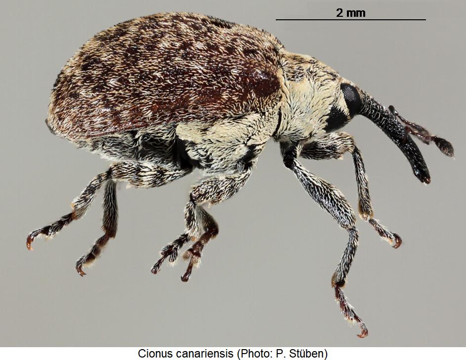 cionus_canariensis_sa.jpg