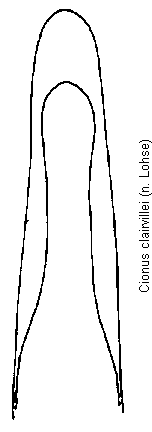 cionus_clairvillei.gif