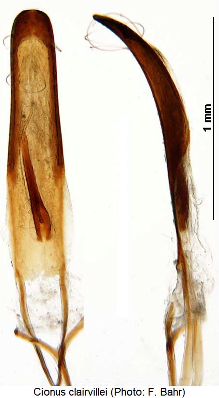 cionus_clairvillei.jpg