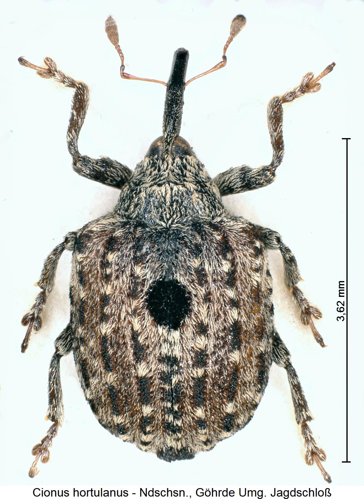 cionus_hortulanus_hab.jpg