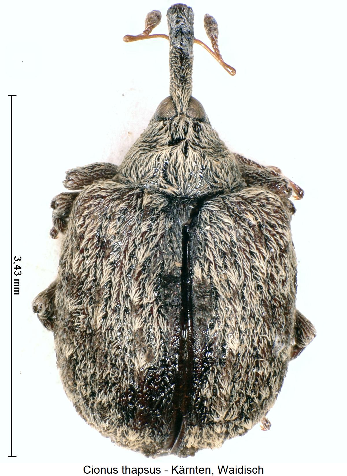 cionus_thapsus_hab.jpg
