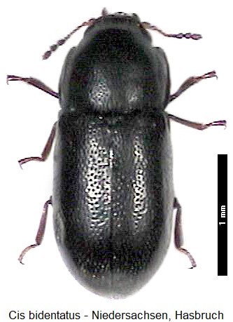 cis_bidentatus_hab.jpg