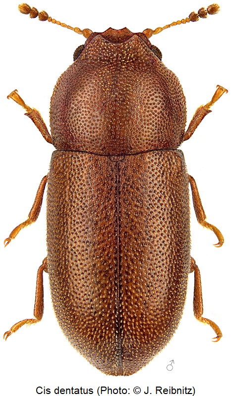 cis_dentatus_hab_rbn.jpg