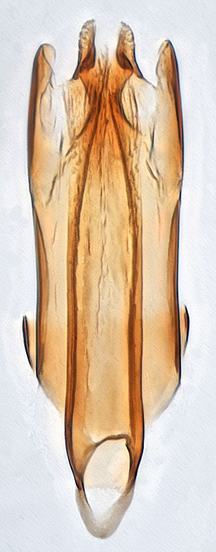 cis_festivoides_gen_krolik.jpg