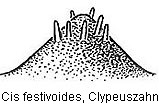 cis_festivoides_zahn_rbn.jpg