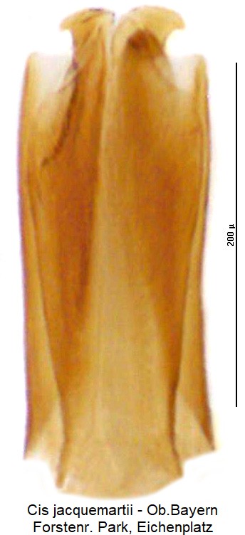 cis_jacquemartii.jpg
