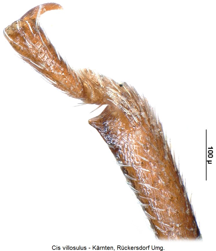 cis_villosulus_vschn.jpg
