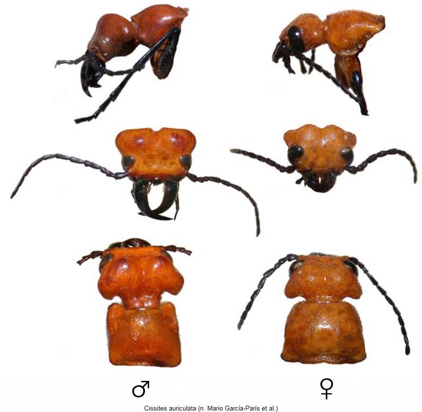 cissites_auriculata_k.jpg