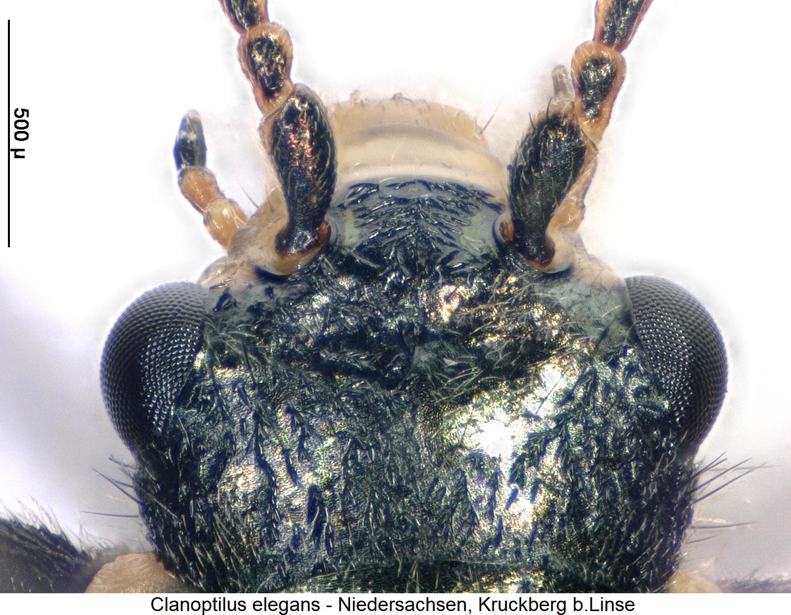 clanoptilus_elegans_k.jpg
