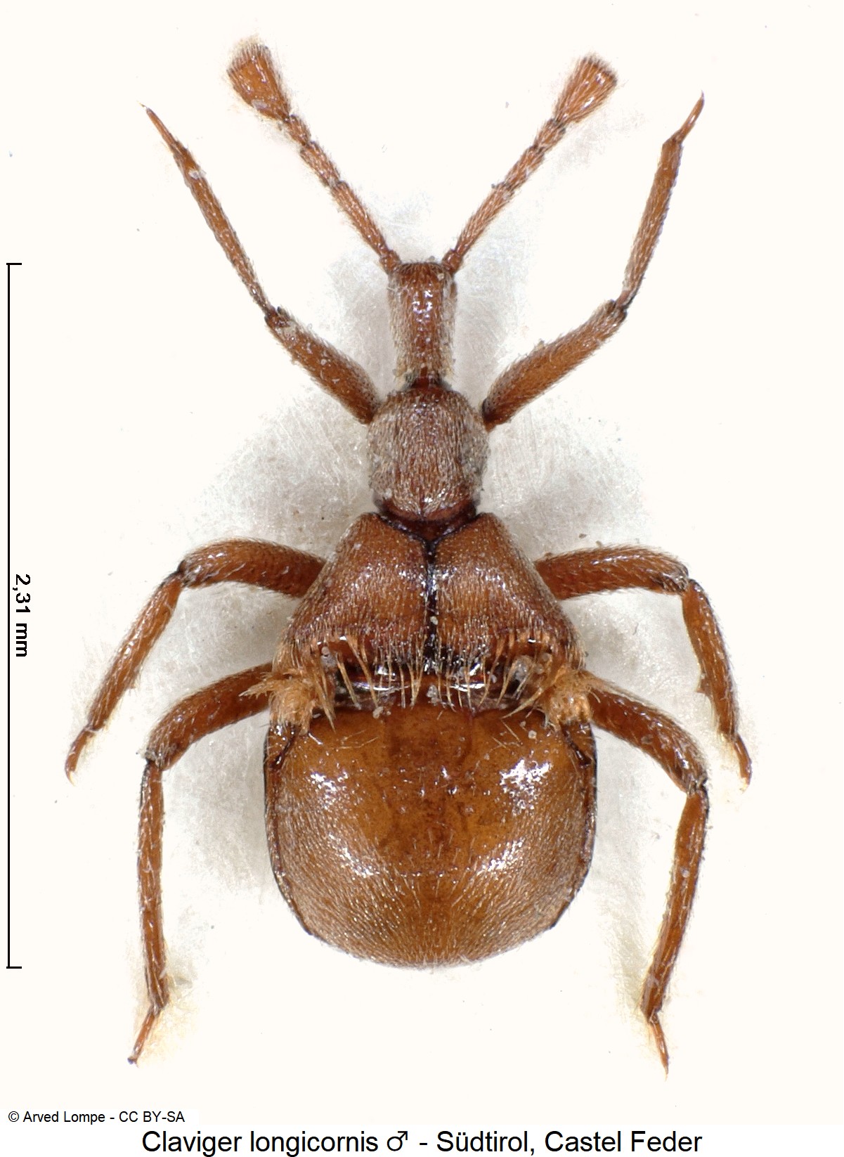 claviger_longicornis_m_$30039901_hab.jpg