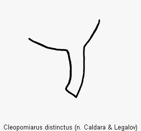 cleopomiarus_distinctus_hschn.gif