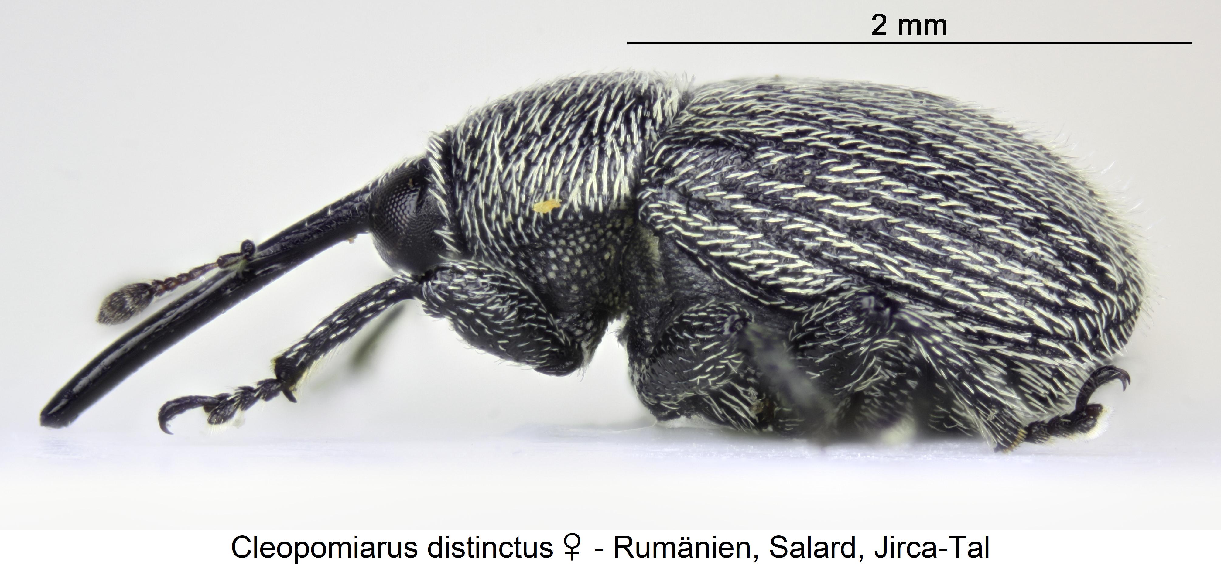 cleopomiarus_distinctus_sa.jpg