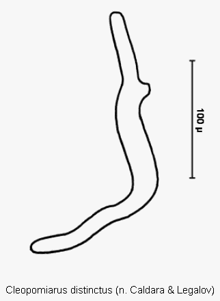 cleopomiarus_distinctus_sperm.gif