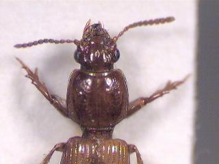 clivina_kopf.jpg