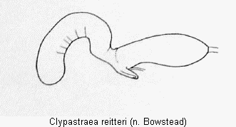 clypastraea_reitteri_sperm.gif