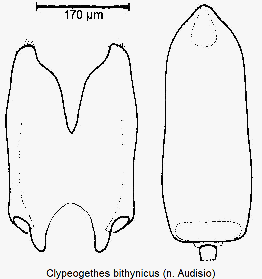 clypeogethes_bithynicus.gif