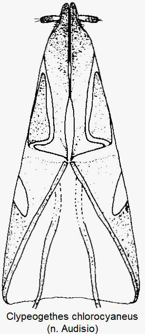 clypeogethes_chlorocyaneus_ovi.gif