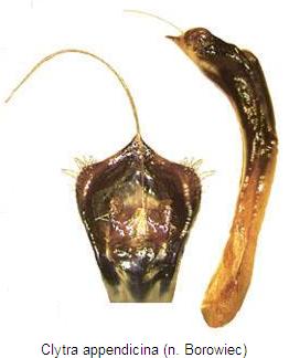 clytra_appendicina.jpg