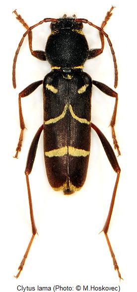 clytus_lama_hab.jpg